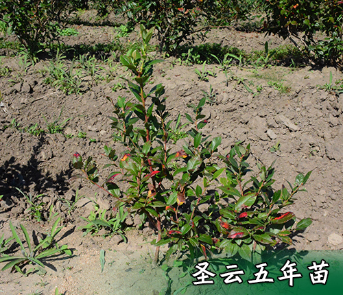 蓝莓苗木种植技术哪家好