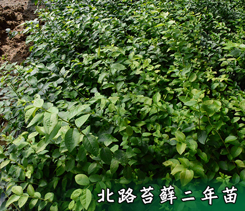 蓝莓苗木批发